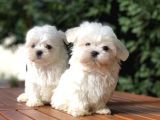 Tea Cup Maltese Terrier Yavrular