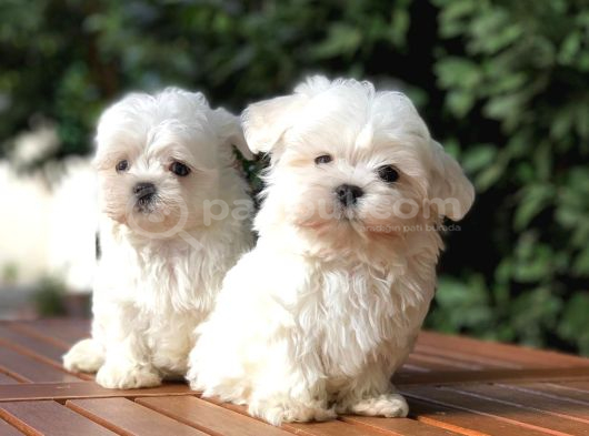 Tea Cup Maltese Terrier Yavrular görsel