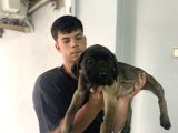 Dev cane corso