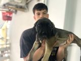 Dev Cane Corso