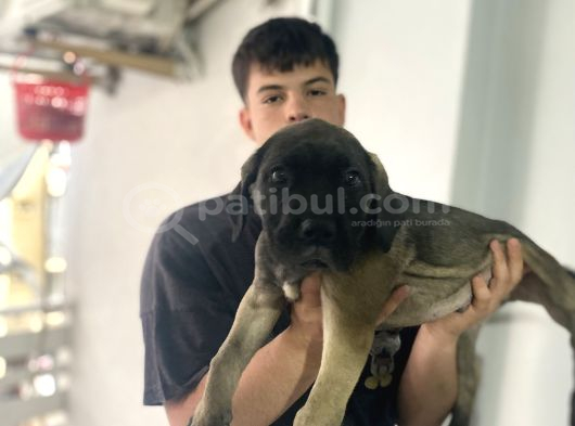 Dev Cane Corso görsel
