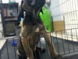 Dev Cane Corso