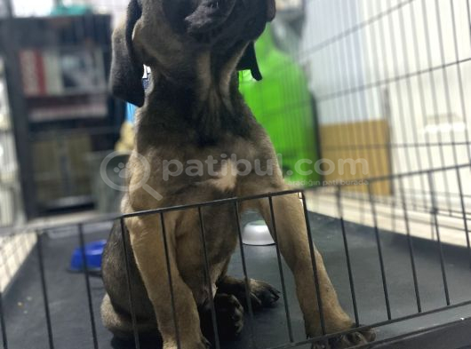 Dev Cane Corso görsel