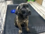 Dev Boy Cane Corso Bebekler