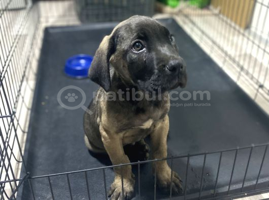 Dev Boy Cane Corso Bebekler görsel