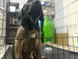 Dev Boy Cane Corso Bebekler