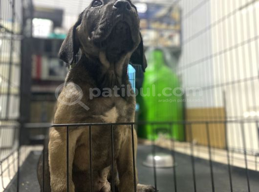 Dev Cane Corso görsel