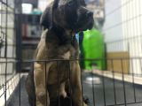 Dev boy cane Corso bebekler
