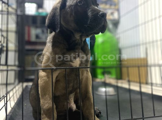 Dev Boy Cane Corso Bebekler