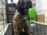 Dev Boy Cane Corso Bebekler