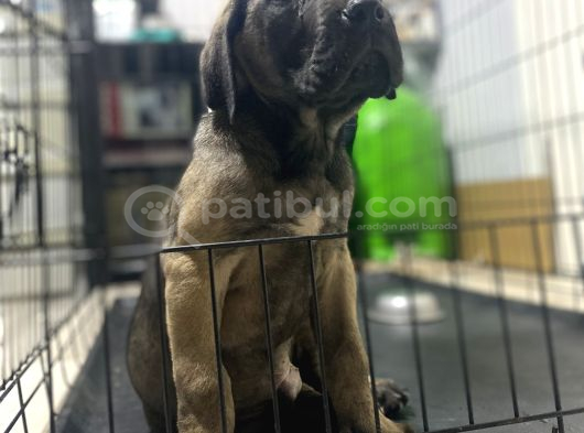 Dev Boy Cane Corso Bebekler görsel
