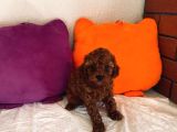 Toy poodle kore aşılı ev ortamında