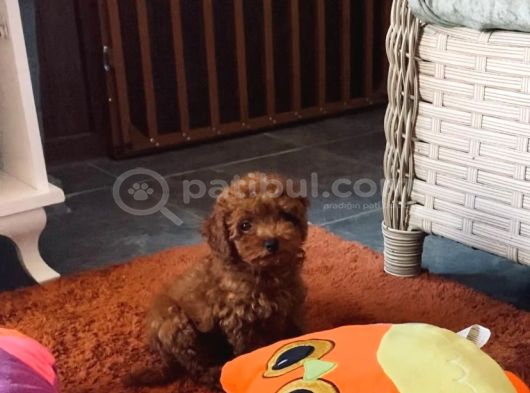 Toy Poodle Kore Aşılı Ev Ortamında görsel