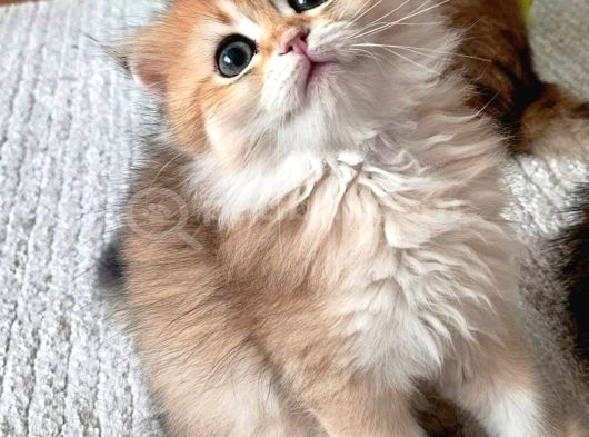 Irk Ve Sağlık Garantili  Bayram Şekerleri görsel