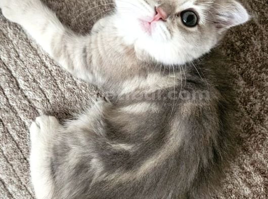 Irk Ve Sağlık Garantili  Bayram Şekerleri görsel