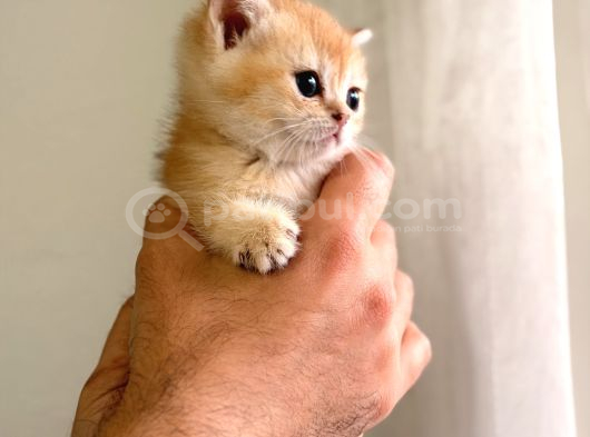 Acill British Shorthair Ny12 Uygun Puan