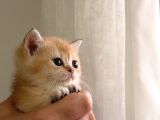 Acill British Shorthair Ny12 Uygun Puan
