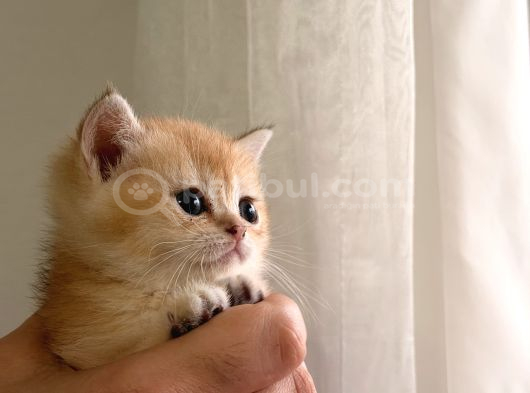Acill British Shorthair Ny12 Uygun Puan görsel