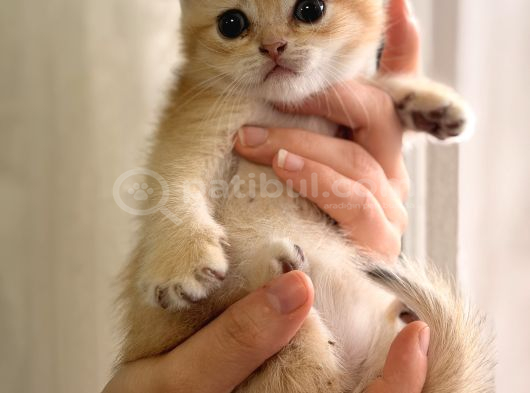 Acill British Shorthair Ny12 Uygun Puan görsel