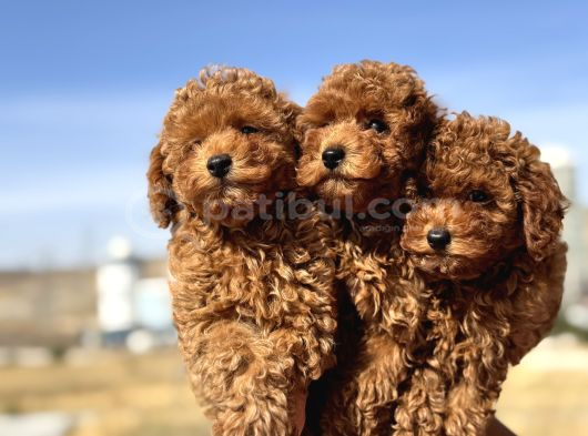 Petmode Köpek Çiftliğinde Ziyarete Açık Minyatür Poodle görsel