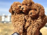 Petmode köpek çiftliğinde ziyarete açık minyatür poodle