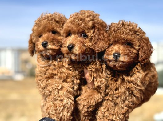 Petmode Köpek Çiftliğinde Ziyarete Açık Minyatür Poodle görsel