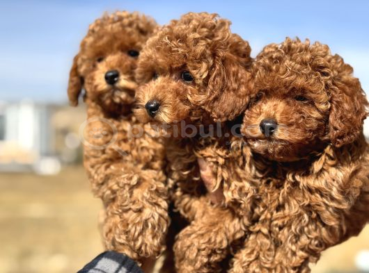 Petmode Köpek Çiftliğinde Ziyarete Açık Minyatür Poodle görsel