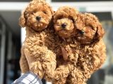 Petmode Köpek Çiftliğinde Ziyarete Açık Minyatür Poodle