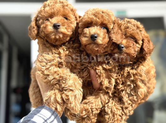 Petmode Köpek Çiftliğinde Ziyarete Açık Minyatür Poodle görsel