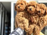 Petmode Köpek Çiftliğinde Ziyarete Açık Minyatür Poodle