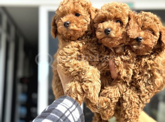 Petmode Köpek Çiftliğinde Ziyarete Açık Minyatür Poodle görsel
