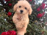 Pamuk Şeker Minik Büyümüycek Teacup Maltipoo Yavrularım