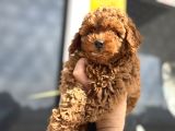 Petmode Köpek Çiftliğinde Ziyarete Açık Minyatür Poodle