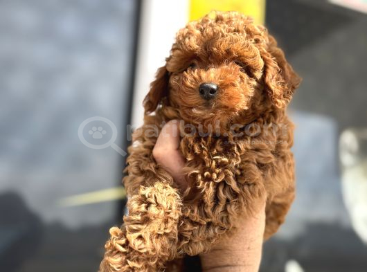 Petmode Köpek Çiftliğinde Ziyarete Açık Minyatür Poodle görsel