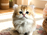 British longhair yavrular