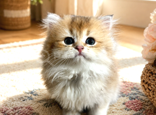 British Longhair Yavrular