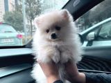 Nazlı Yuva Arıyor - Petshop Değil