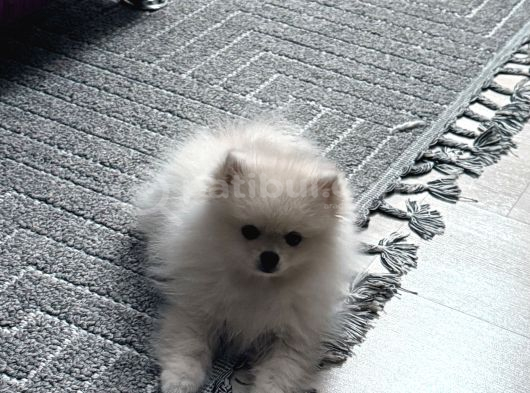 Nazlı Yuva Arıyor - Petshop Değil görsel