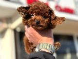 Petmode Köpek Çiftliğinde Ziyarete Açık Tea Cup Kore Poodle