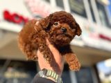 Petmode Köpek Çiftliğinde Ziyarete Açık Tea Cup Kore Poodle