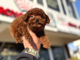 Petmode Köpek Çiftliğinde Ziyarete Açık Tea Cup Kore Poodle