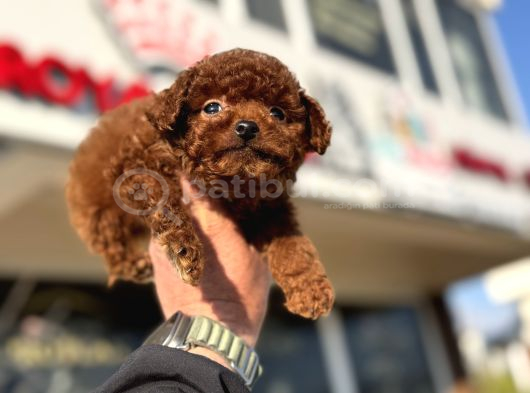 Petmode Köpek Çiftliğinde Ziyarete Açık Tea Cup Kore Poodle görsel