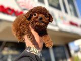 Petmode Köpek Çiftliğinde Ziyarete Açık Tea Cup Kore Poodle