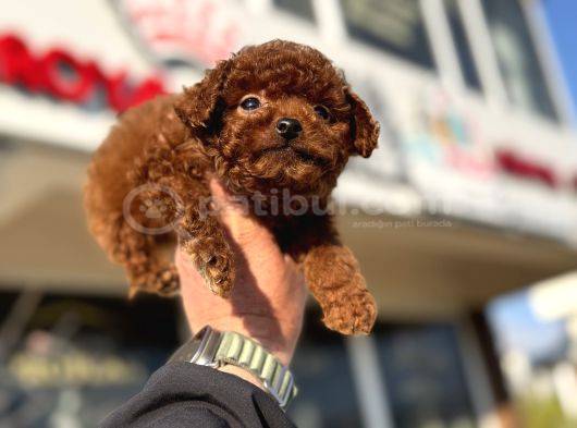 Petmode Köpek Çiftliğinde Ziyarete Açık Tea Cup Kore Poodle görsel