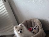 Nazlı Yuva Arıyor - Petshop Değil