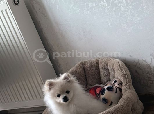 Nazlı Yuva Arıyor - Petshop Değil görsel