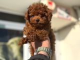 Petmode Köpek Çiftliğinde Ziyarete Açık Tea Cup Kore Poodle
