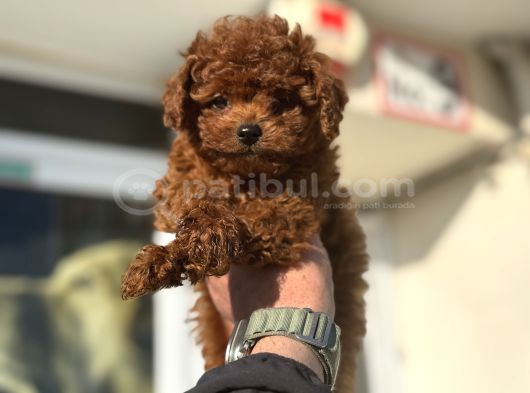 Petmode Köpek Çiftliğinde Ziyarete Açık Tea Cup Kore Poodle görsel