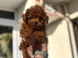 Petmode Köpek Çiftliğinde Ziyarete Açık Tea Cup Kore Poodle