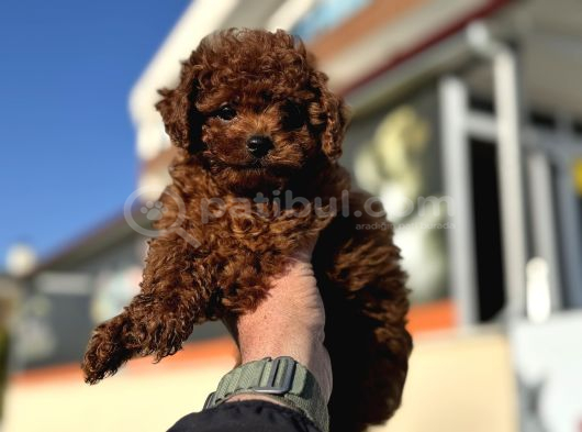 Petmode Köpek Çiftliğinde Ziyarete Açık Tea Cup Kore Poodle görsel